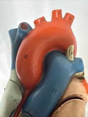 Vintage Denoyer-Geppert Anatomical Heart With Stand, Flaps Open