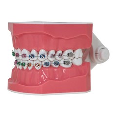 US Dental Orthodontic Typodont 1:1 Teeth Model with Brackets Braces M7010-2 New