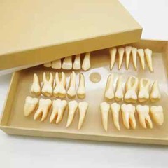 2.5x life size Human Dental Study Model of Individual Permanent Teeth (32 teeth)