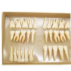 2.5x life size Human Dental Study Model of Individual Permanent Teeth (32 teeth)