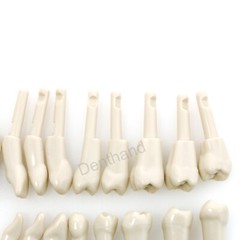 Dental Tooth Model for KaVo Basic 32Pcs Model Spare teeth Retention Mechanism