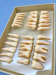 2.5x life size Human Dental Study Model of Individual Permanent Teeth (32 teeth)