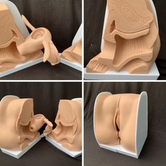Woman Genital Model Cervix Uterus External Vagina Ovary Gynecology Contraception